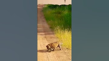 leopard attack #shorts #leopard #tigerhunting #tiger #cheetha #ytshort