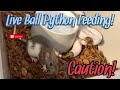 Caution! || Live Ball Python Feeding! It’s Feeding Day At Blue Line Morphs!