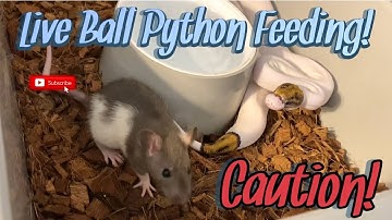 Caution! || Live Ball Python Feeding! It’s Feeding Day At Blue Line Morphs!