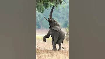 SEE THE NATURE OF ELEPHANT Tanapa Serengeti National Park Tarangire Tz Uniforgetable 