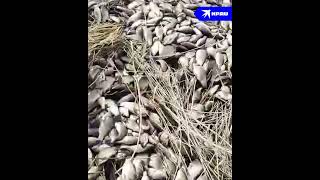 Весеннее половодье вынесло на берега водоёмов в Омской области тонны рыбы