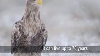 Eagle Rebirth Story - Inspiration