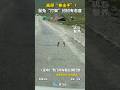 【萌寵】高原「拳擊手」？鼠兔「打架」招招有態度