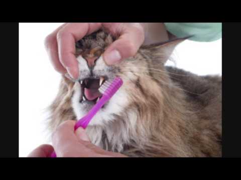 Video: 5 Tips For å Holde Eldre Katten Din Sunn