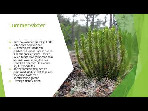 Video: Material För Vinterskydd Av Växter. Del 2