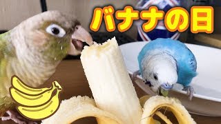 インコ喜ぶバナナの日！　Banana Day Parakeets Look Forward To