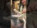 Albino Gator SMILES While Getting A Bath ЁЯШ ЁЯРКЁЯз Albino Gator SMILES While Getting A Bath ЁЯШ ЁЯРКЁЯз