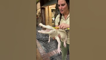 Thumbnail of Albino Gator SMILES While Getting A Bath 😳🐊🧼