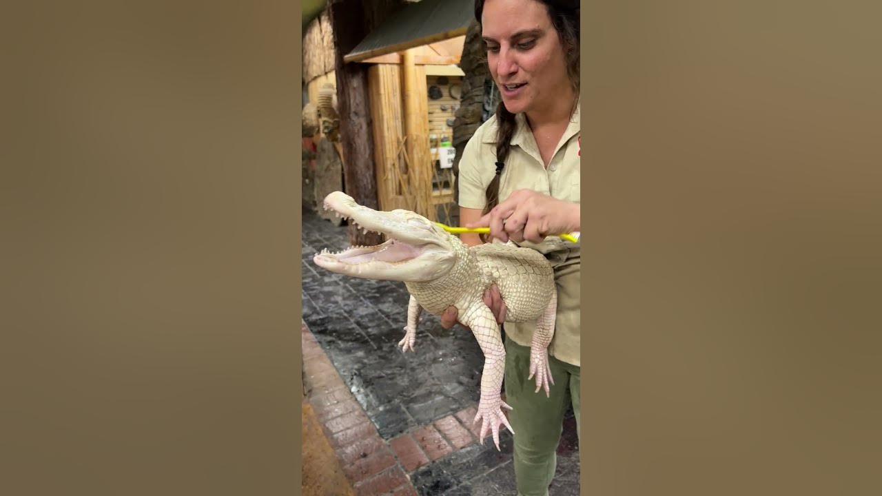Albino Gator SMILES While Getting A Bath 😳🐊🧼