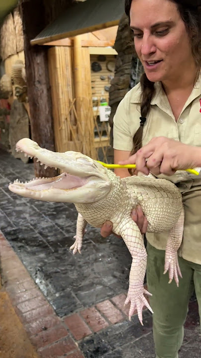 Albino Gator SMILES While Getting A Bath 😳🐊🧼