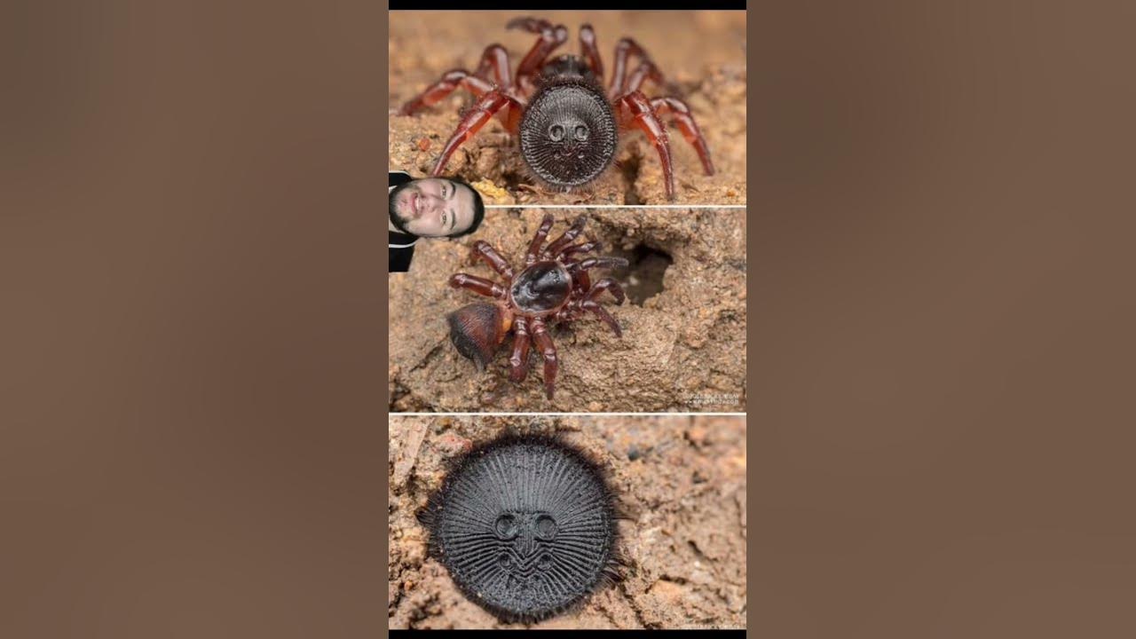 CorkLid Trapdoor Spider! YouTube