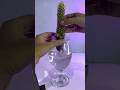 Mana bisa begitu  cactus hydroponic fish diy