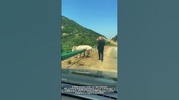 Rescuing a Water Buffalo Trapped in Road Barriers