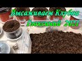 Высаживаем клубни глоксиний 2021