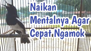 TERAPI PALING AMPUH BIKIN NGEPLONG KACER BAHAN SEKALIPUN LANGSUNG GACOR FULL EMOSI AWAS NGAMUK