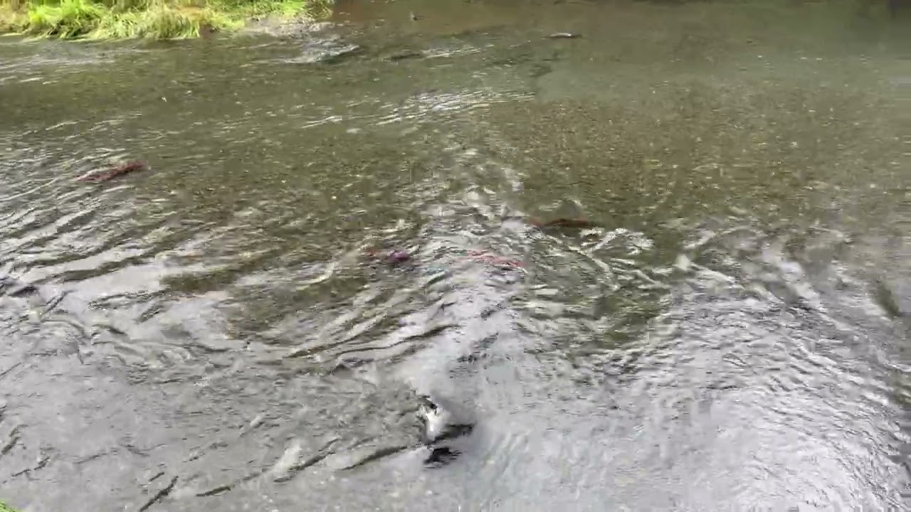 Pink salmon run north of Seward, Alaska