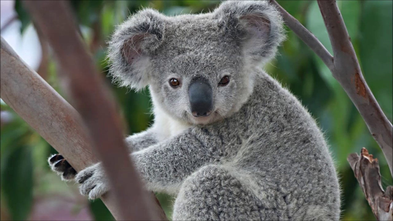 Animal sounds Koala bellows YouTube