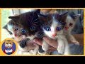 Спасение четырех маленьких котят