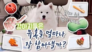 ⁣Can dogs resist the temptations? l 강아지는 유혹을 얼마나 잘 참아낼까? 사모예드와 포메라니안의 유혹 테스트! 과연???