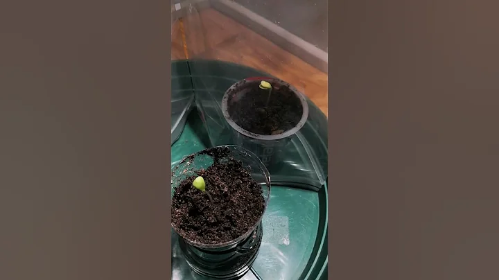 Apple tree update
