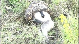 Wild monster Indian rock python swallowing langur!