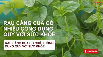 Rau Càng Cua - Công Dụng Cực Hay Cho Sức Khoẻ | Thương hiệu & Sản phẩm