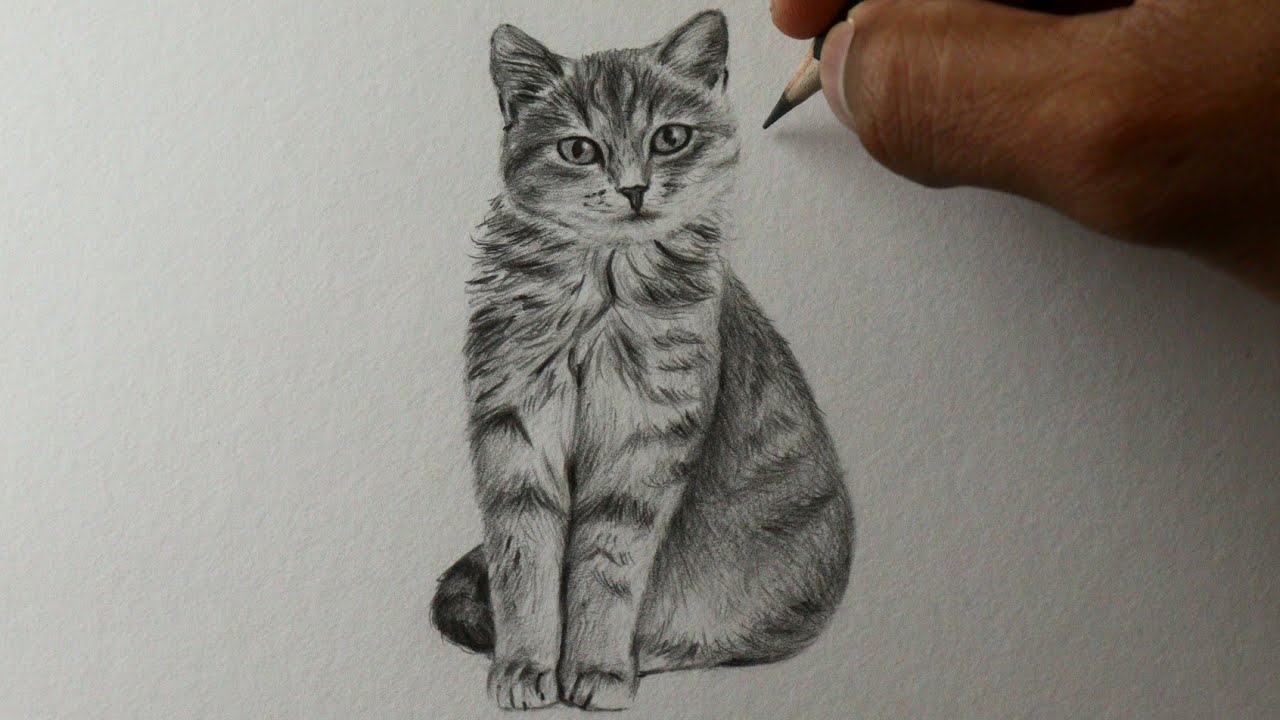 Como desenhar um gato  Tutorial de desenho passo a passo