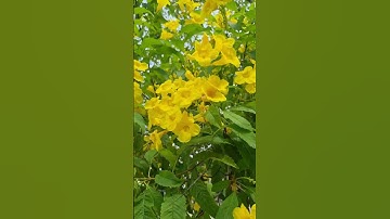 Nghe nhạc hay trước khi ngủ #nhactrutinh #cailuong #cuocsongmientay #shorts #ngungon #thugian