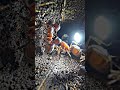 What’s Inside a Giant Ant Colony? 24 Hours with a Body-Mounted Micro-Cam 🐜🔦