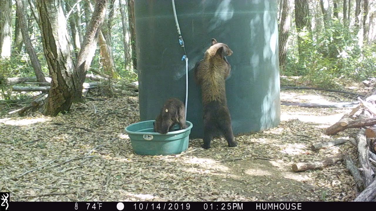 Mama Bear and Her Cubs - YouTube