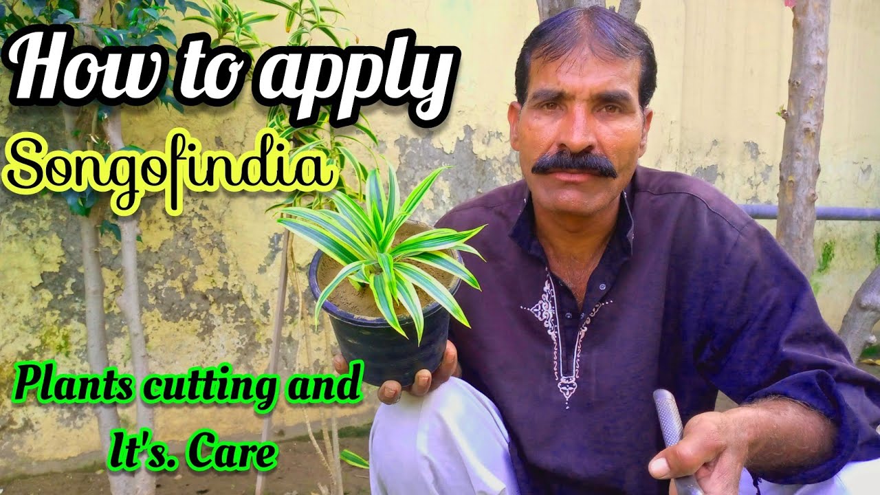 How to apply songofindia plant cutting and it's care songofindia