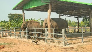 พลายหม่ํา แชแนล ขอบคุณที่มอบความสุขให้ช้างใบบุญ