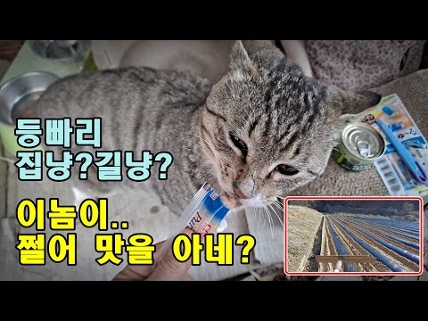 [귀촌귀농] 뒷밭 점적,<strong>고추밭</strong> 두둑,비닐, 등빠리 츄루 맛을 아네? 진드기약