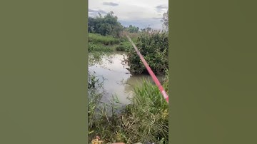 #fishing #fish câu cá lóc