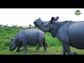 Kaziranga  the rhino kingdom