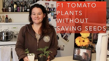 Overwintering F1 tomatoes