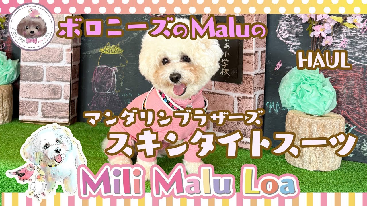 【ボロニーズのMalu】マンダリンブラザーズのスキンタイトスーツ【HAUL】