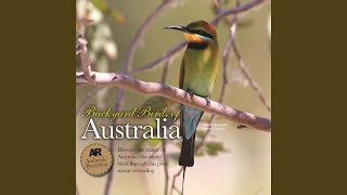 Brolgas, Magpie-Lark, Masked Lapwing, Grey Butcherbird, Australian Magpie, Grey-Crowned Babbler...