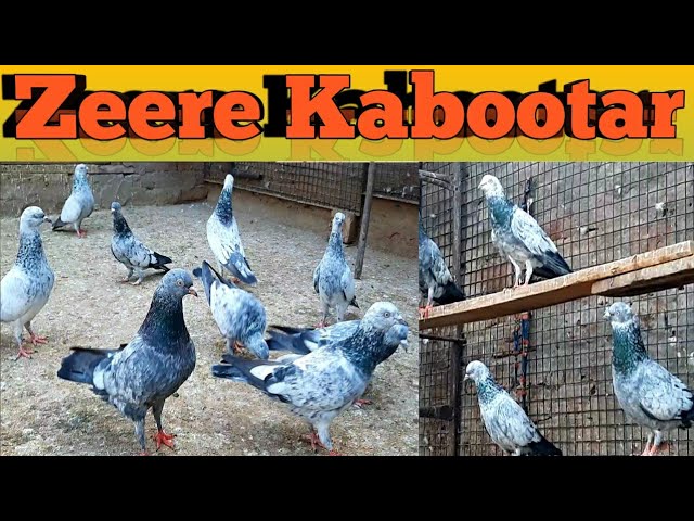  Pigeon 鳩 Zeere,Kabootar,Indian High Flyers Pigeon,U.p Ki Famous Breed,Siraj