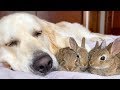 Golden Retriever and Baby Bunnies Sleep Together [Cuteness Overload]