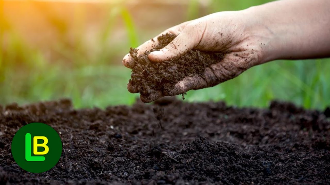 Top 6 prirodnih đubriva za biljke koje možete napraviti kod kuće