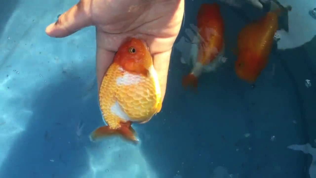 Cá ranchu đẹp - youtube