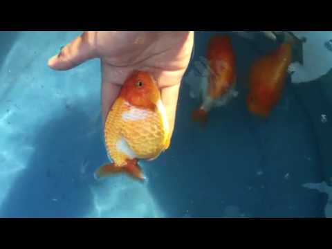 Video Cá ranchu đẹp - youtube