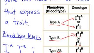 Advanced Genetics Pt  2 Multiple Alleles