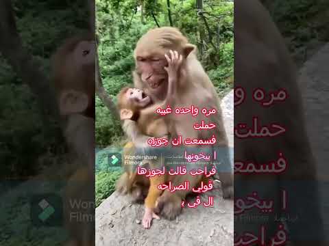 نكت جامدة 2حموكشة حموكشة صايم حموكشة  حموكشة بيخطب كرتون حموكشة حموكشة الاصلي حموكشة