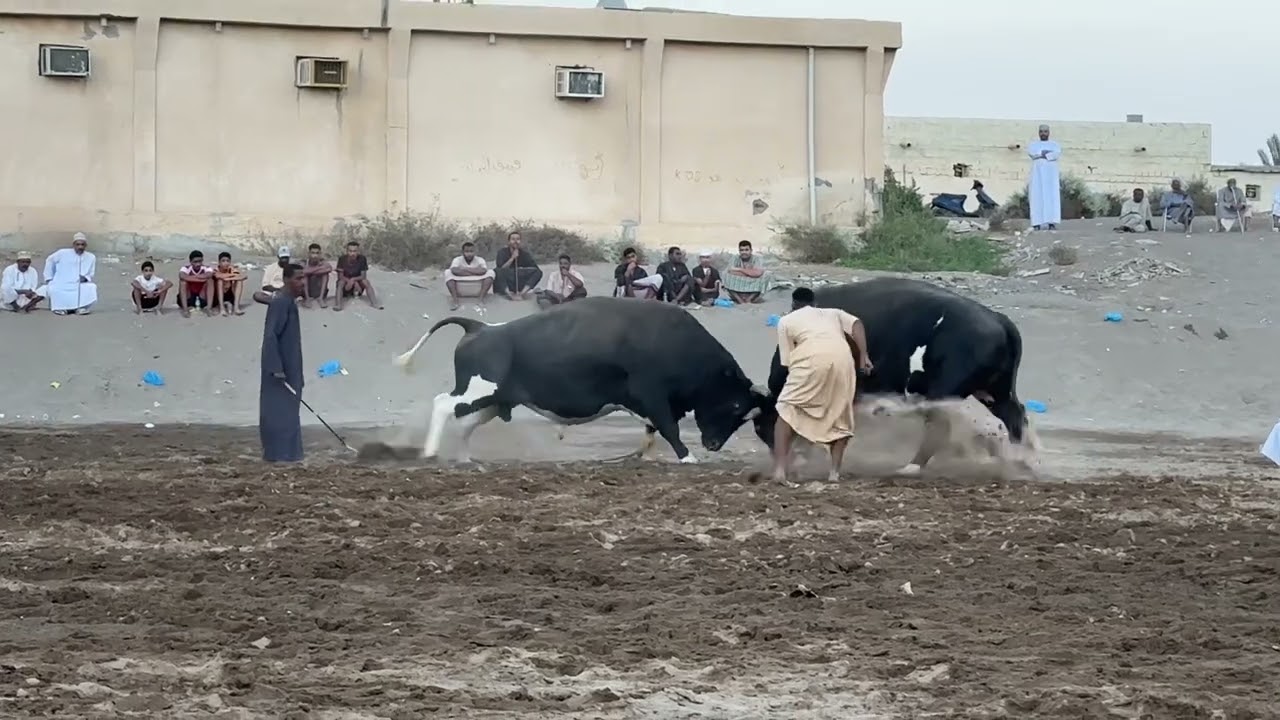 مشهور - توني 