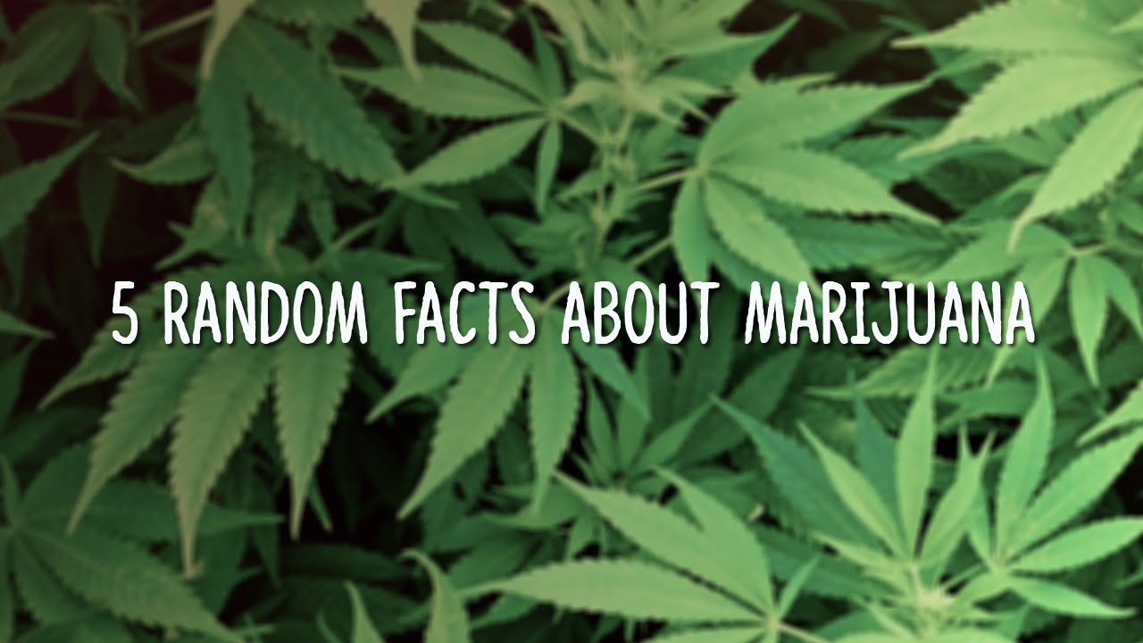5 Random Facts About Marijuana!