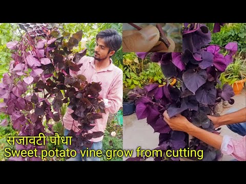 How to grow & care Sweet potato vine | Beautiful Ornamental plant | सजावटी पौधा