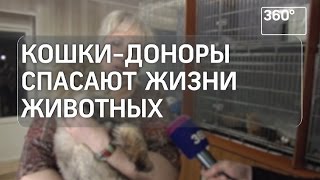 Подмосковный приют обеспечивает больных кошек донорской кровью Подмосковный приют обеспечивает больных кошек донорской кровью