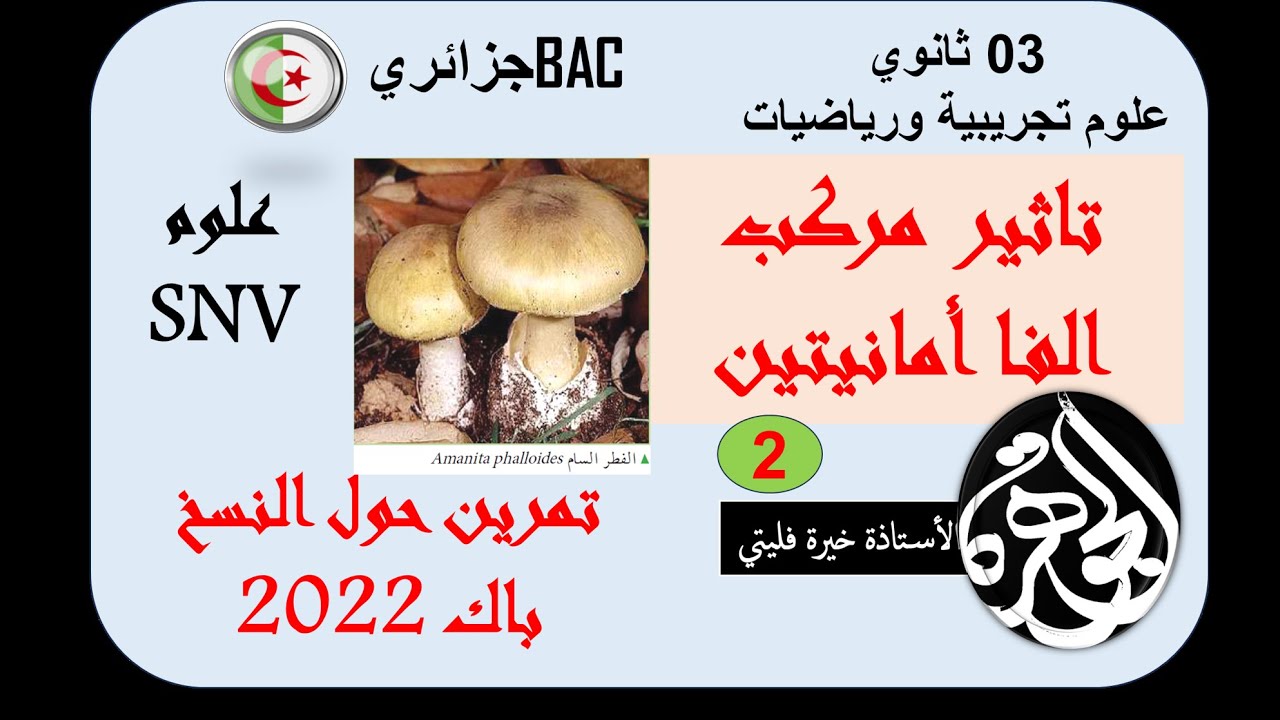 العرض الثاني من حل تمرين الفا امانيتين باك2022